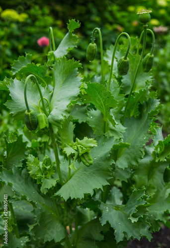 Fototapeta Naklejka Na Ścianę i Meble -  Green heads of not yet blossoming poppies
