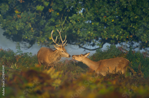 Canvas-taulu Red deer stag with a hind on a sunny misty morning