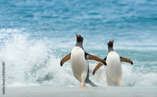 Canvas Print Two Gentoo penguins coming ashore from Atlantic ocean