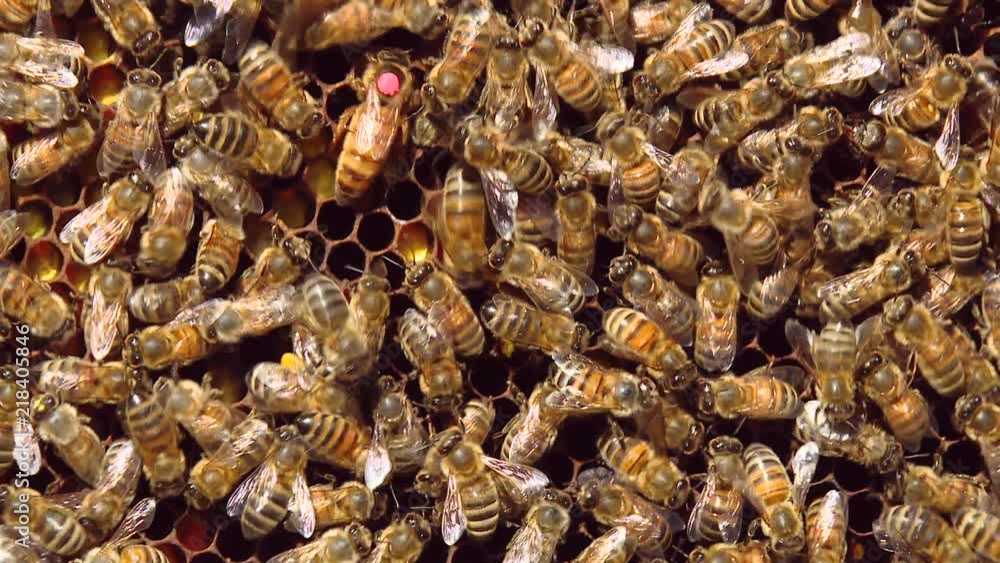 Honey bees crawl on honeycombs. A honeycomb full of honey. Bees seal honeycomb with honey. The queen bee is the queen of the beehive. The queen bee is marked with a pink marker. Honey bees crawl on honeycombs. A honeycomb full of honey. Bees seal honeycomb with honey. The queen bee is the queen of the beehive. The queen bee is marked with a pink marker.