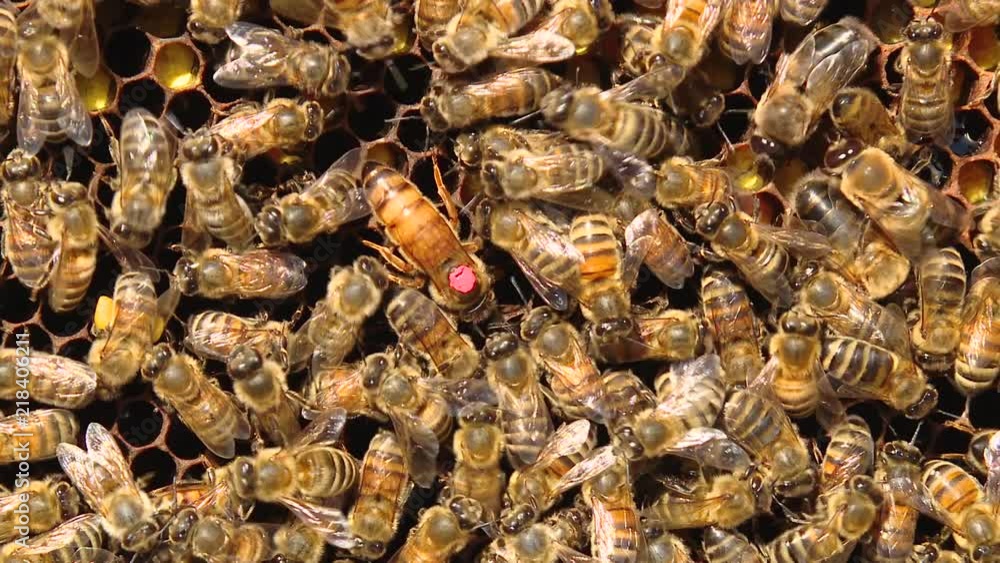 Honey bees crawl on honeycombs. A honeycomb full of honey. Bees seal honeycomb with honey. The queen bee is the queen of the beehive. The queen bee is marked with a pink marker. Honey bees crawl on honeycombs. A honeycomb full of honey. Bees seal honeycomb with honey. The queen bee is the queen of the beehive. The queen bee is marked with a pink marker.