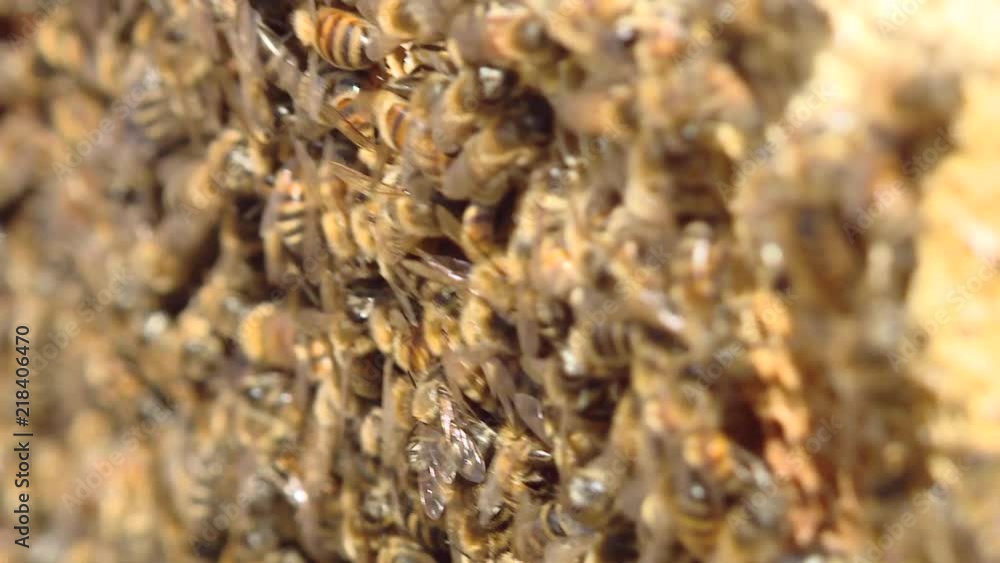 Honey bees crawl on honeycombs. A honeycomb full of honey. Bees seal honeycomb with honey. Honey bees crawl on honeycombs. A honeycomb full of honey. Bees seal honeycomb with honey.