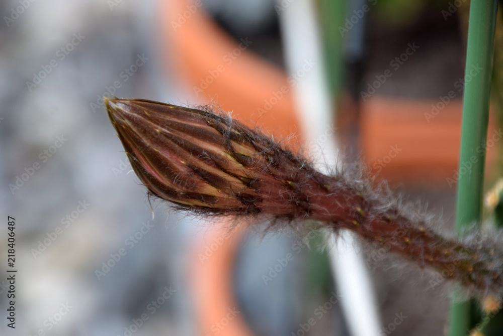 pink flower buds of a cactus, closed blossom of Queen of the Night Cactus (Selenicereus grandiflorus)