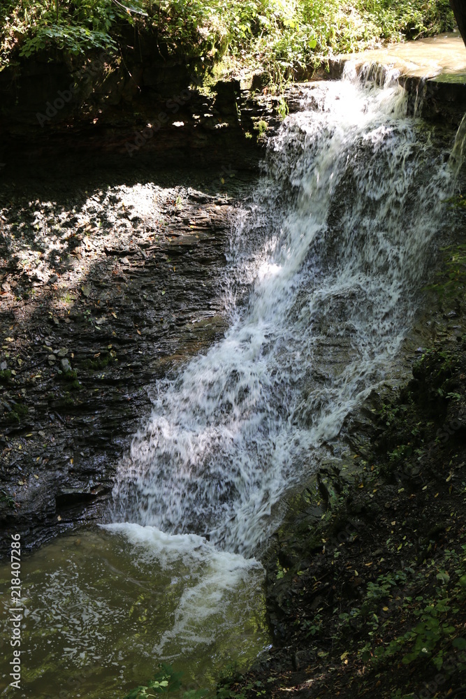 Naklejka premium forest and spring