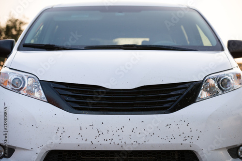 insects and black-flies on front of a car before washing