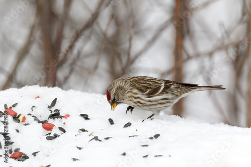 Redpoll (Acanthis flammea). photo