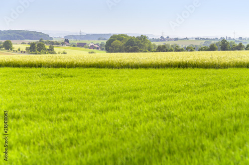 agricultural scenery at spring time