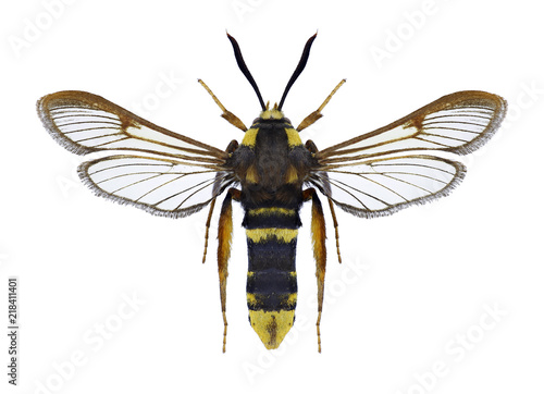 Butterfly Sesia apiformis on a white background