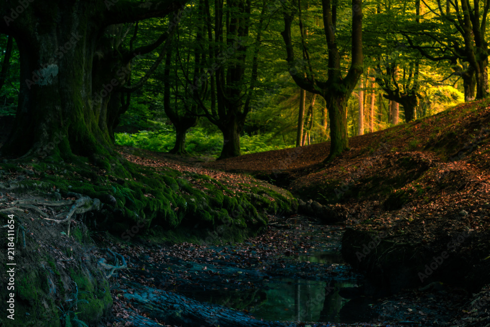 Obraz premium hayedo de otzarreta euskadi bosque de hayas