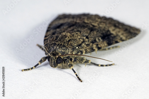 Svensson's copper underwing moth (Amphipyra berbera) photo