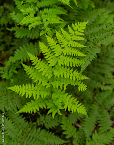 Bright Fern Leaves on Thick Forest Floor