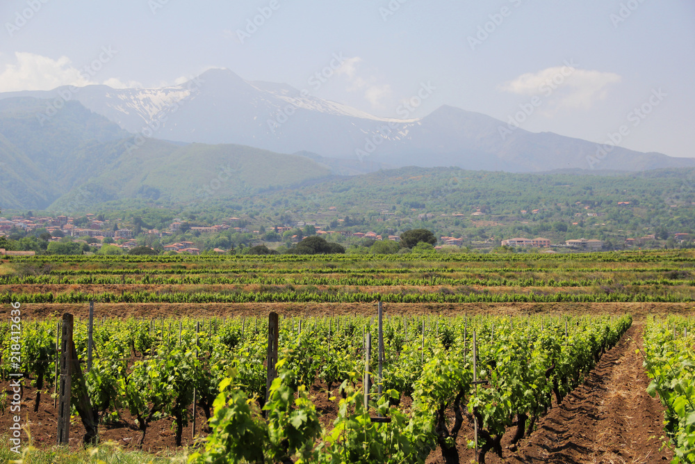 Sicilian Vineyard