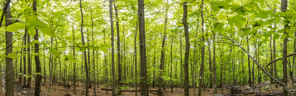 New Growth on The Appalachian Trail Panorama