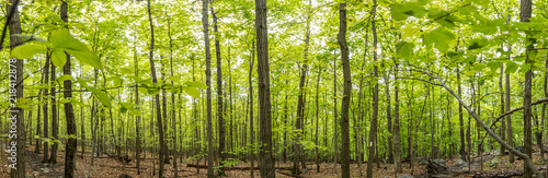 New Growth on The Appalachian Trail Panorama