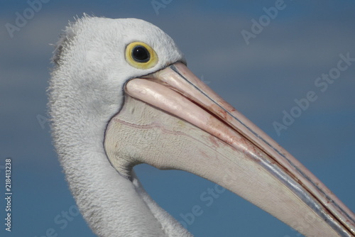 pelican photo