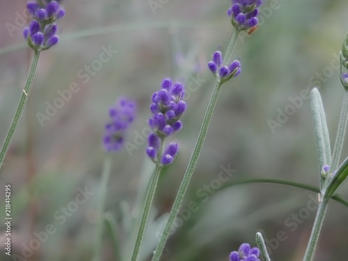 lavendel solo