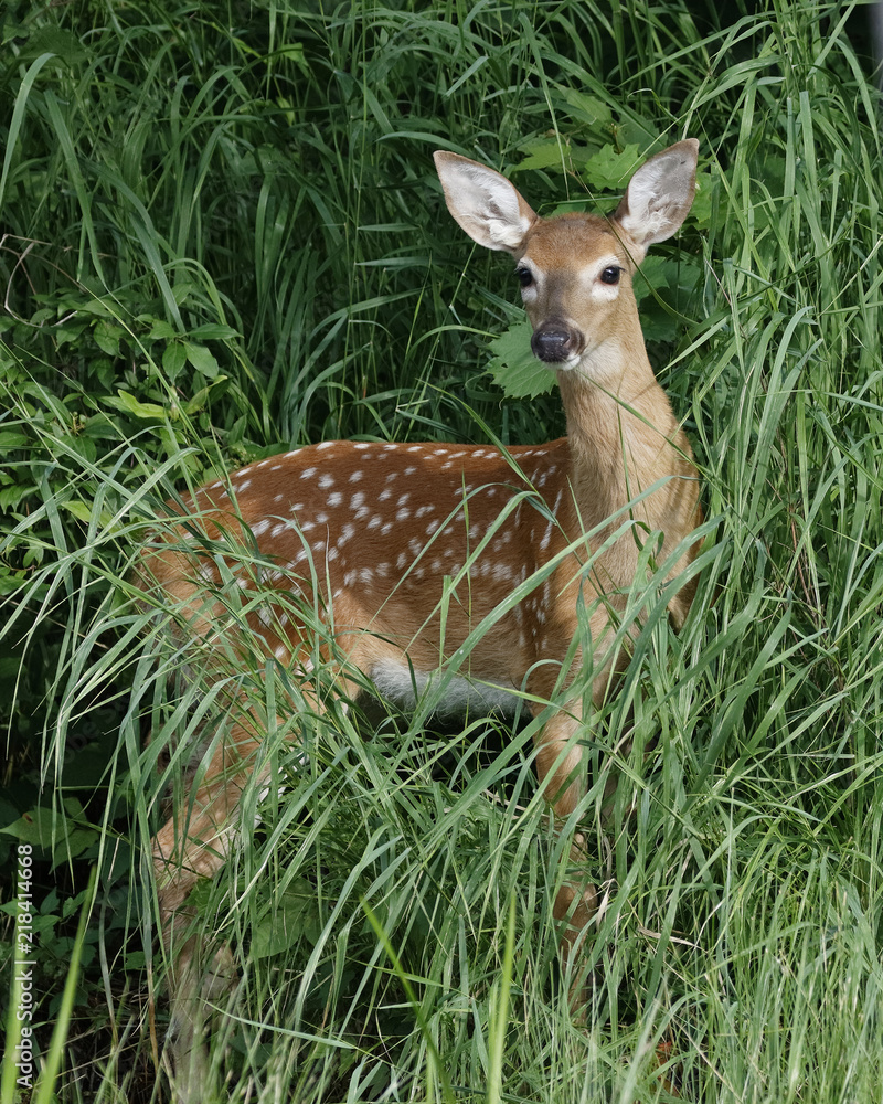 White-tailed Deer fawn at the edge of a river White-tailed Deer fawn at the edge of a river