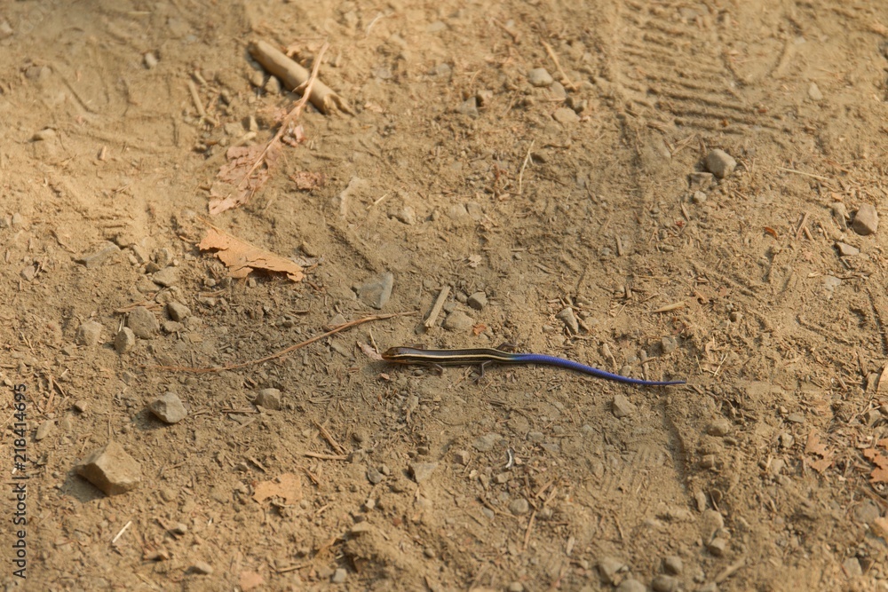Juvenile Gilbert's Skink with blue tail. Armstrong Redwoods State Natural Reserve, California - to preserve 805 acres of coast redwoods (Sequoia sempervirens). The reserve is located in Sonoma County, Juvenile Gilbert's Skink with blue tail. Armstrong Redwoods State Natural Reserve, California - to preserve 805 acres of coast redwoods (Sequoia sempervirens). The reserve is located in Sonoma County,