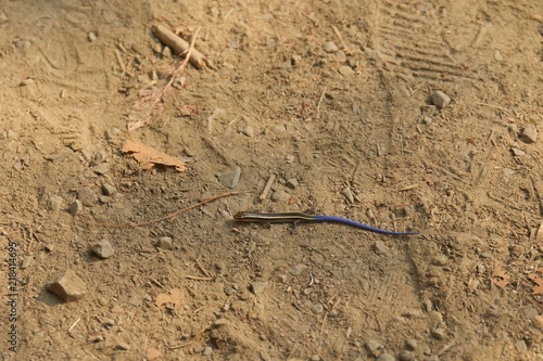 Juvenile Gilbert's Skink with blue tail. Armstrong Redwoods State Natural Reserve, California - to preserve 805 acres of coast redwoods (Sequoia sempervirens). The reserve is located in Sonoma County, © Alexei