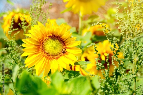 Fototapeta Naklejka Na Ścianę i Meble -  Grußkarte - Sonnenblumen