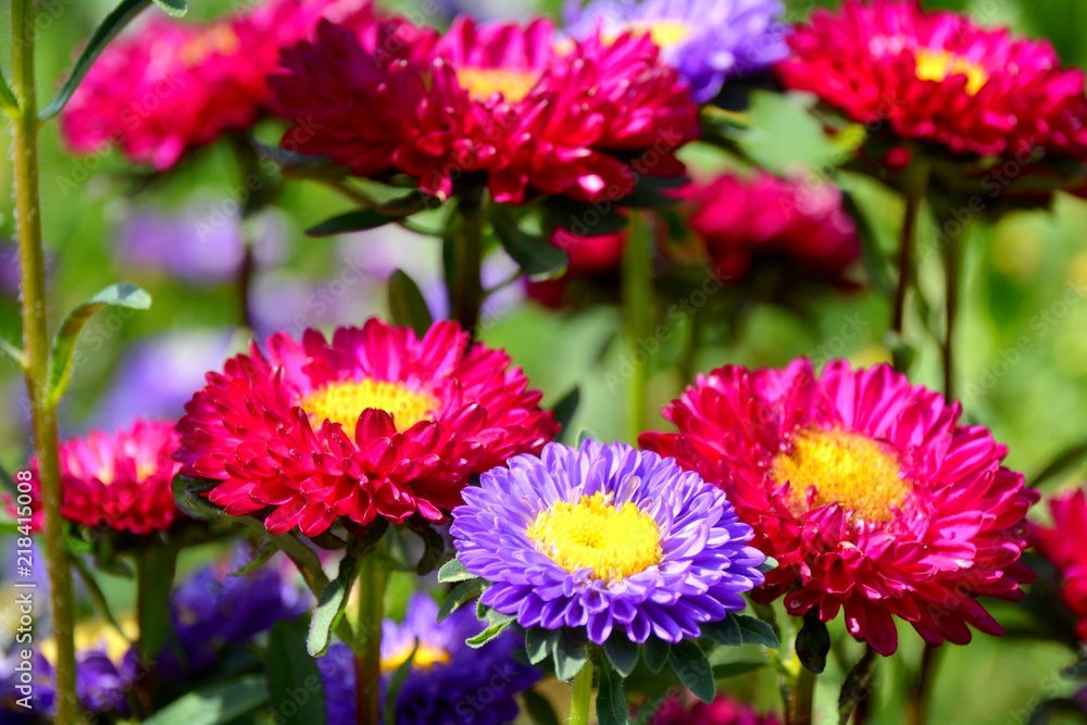 Blumen im Spätsommer - Astern Blumen im Spätsommer - Astern