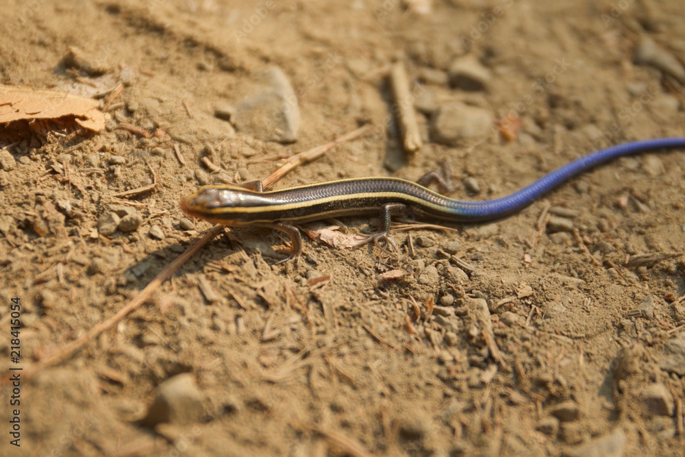 Juvenile Gilbert's Skink with blue tail. Armstrong Redwoods State Natural Reserve, California - to preserve 805 acres of coast redwoods (Sequoia sempervirens). The reserve is located in Sonoma County, Juvenile Gilbert's Skink with blue tail. Armstrong Redwoods State Natural Reserve, California - to preserve 805 acres of coast redwoods (Sequoia sempervirens). The reserve is located in Sonoma County,