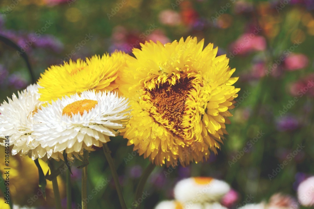 gelbe Blume mit Herz Glückwunschkarte zum Geburtstag Blumenwiese im