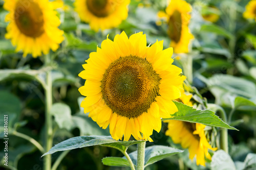Fototapeta Naklejka Na Ścianę i Meble -  Yellow sunflower in field