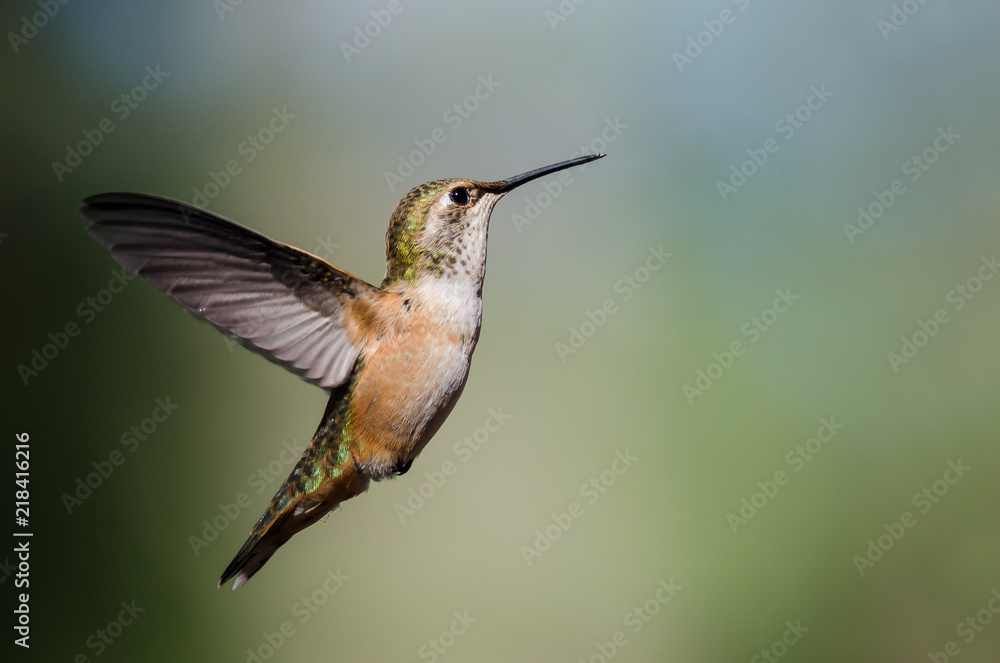 Fototapeta premium Adorable Little Rufous Hummingbird Hovering in Flight Deep in the Forest