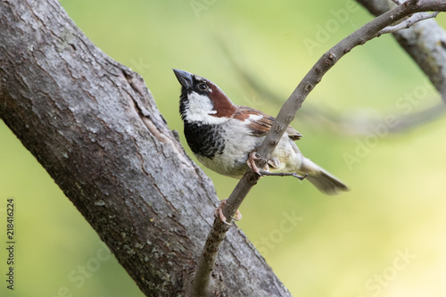 Male House Sparrow