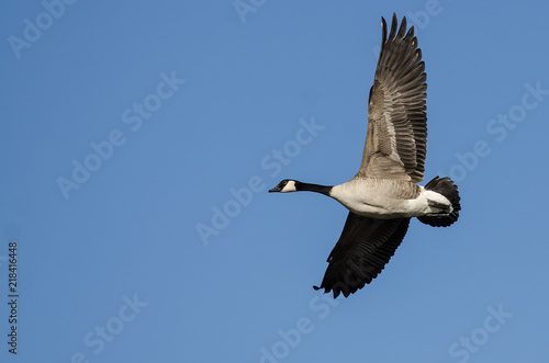 Canada Goose Flying in a Blue Sky