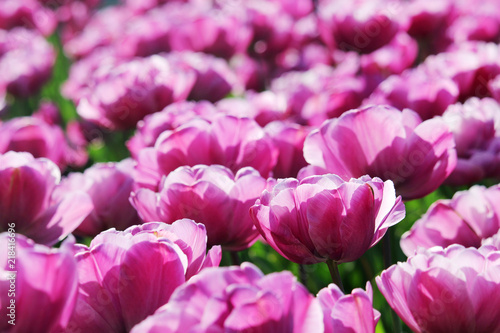 Pink tulip field