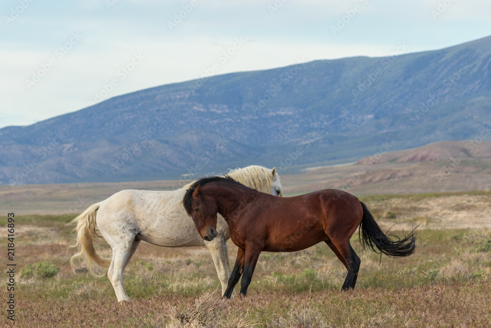 Beautiful Wild Horses in Utah in Summer
