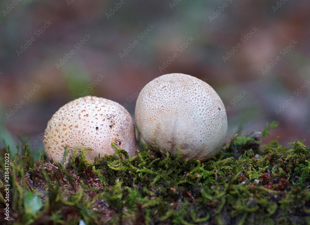 mushrooms in the forest mushrooms in the forest