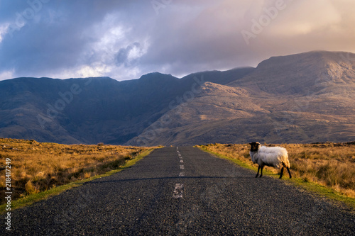 Obraz na plátne Connemara - Ireland