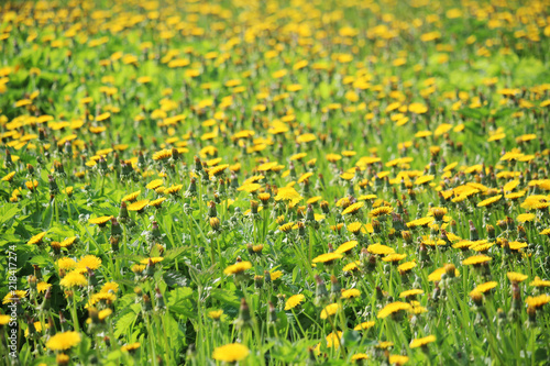 A dandelion meadow in spring season