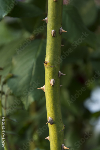 Close-up of a stem of a rose with spikes.