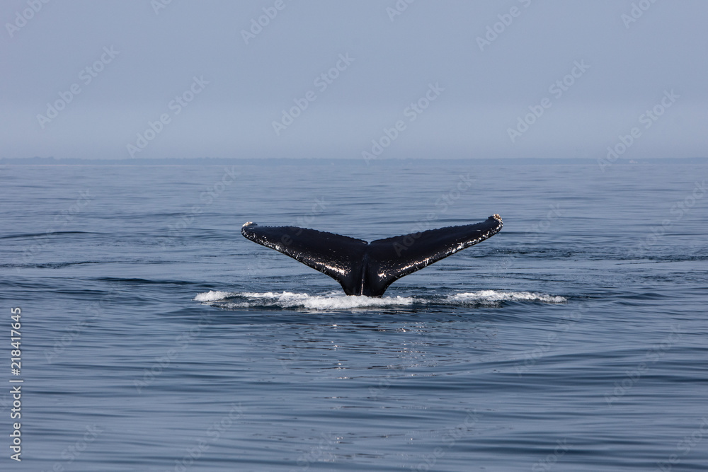 Fototapeta premium Ogon humbaka znikający w Oceanie Atlantyckim u wybrzeży Cape Cod