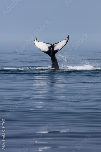 Humpback Whale Raising Its Beautiful Tail Out of the Atlantic Ocean