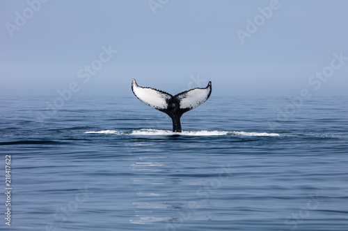 Humpback Whale Fluke off Cape Cod, MA