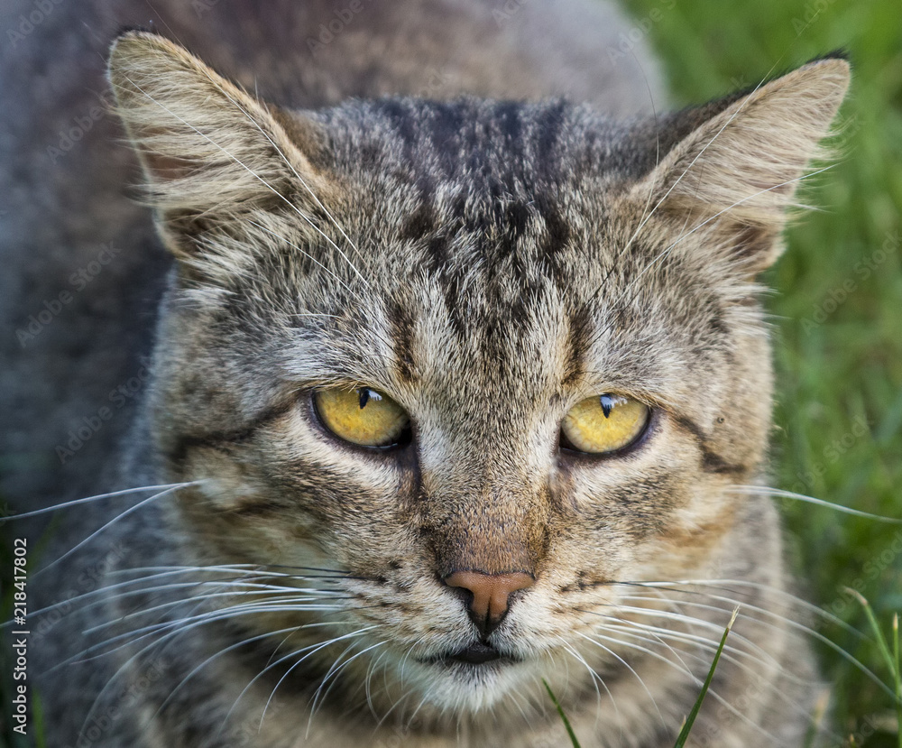 close up of striped tabby domestic cat sitting in grass on green lawn