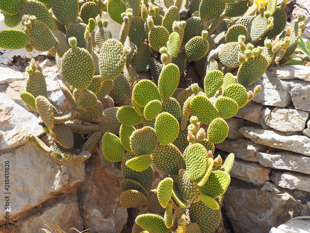 Cacti Cacti