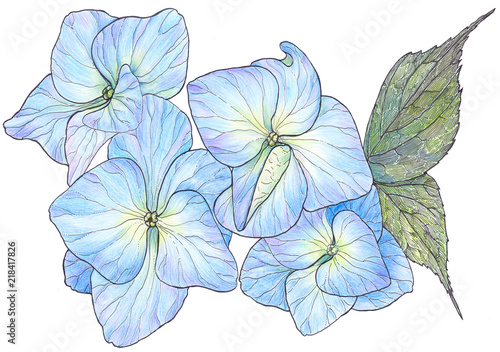 Flowers and leaves of hydrangeas - drawing with pencil and ink. Use printed materials, signs, items, websites, maps, posters, postcards, packaging. Garden flowers - a decorative composition.