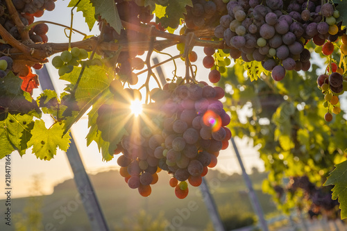 Tableau sur toile Rosswag wine