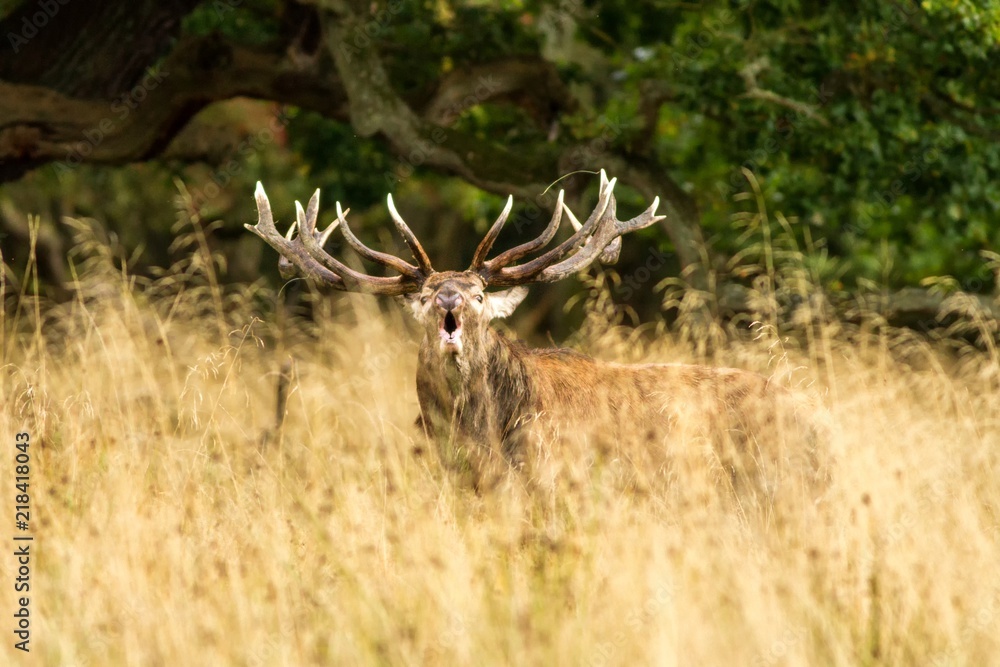 Naklejka premium Male red deer (Cervus elaphus) with huge antlers during mating season in Denmark, mating season, Majestic powerful adult red deer stag outside autumn forest. Big animal in the nature forest habitat