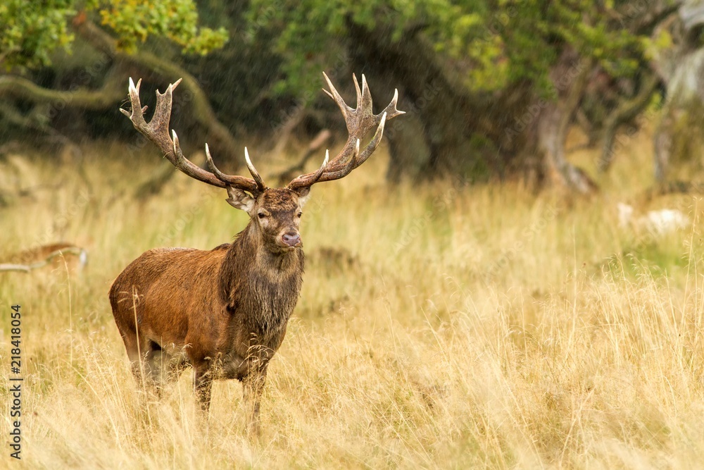 Male red deer (Cervus elaphus) with huge antlers mating season in Denmark, mating season, Majestic powerful adult red deer stag outside autumn forest. Big animal in nature forest habitat Stock