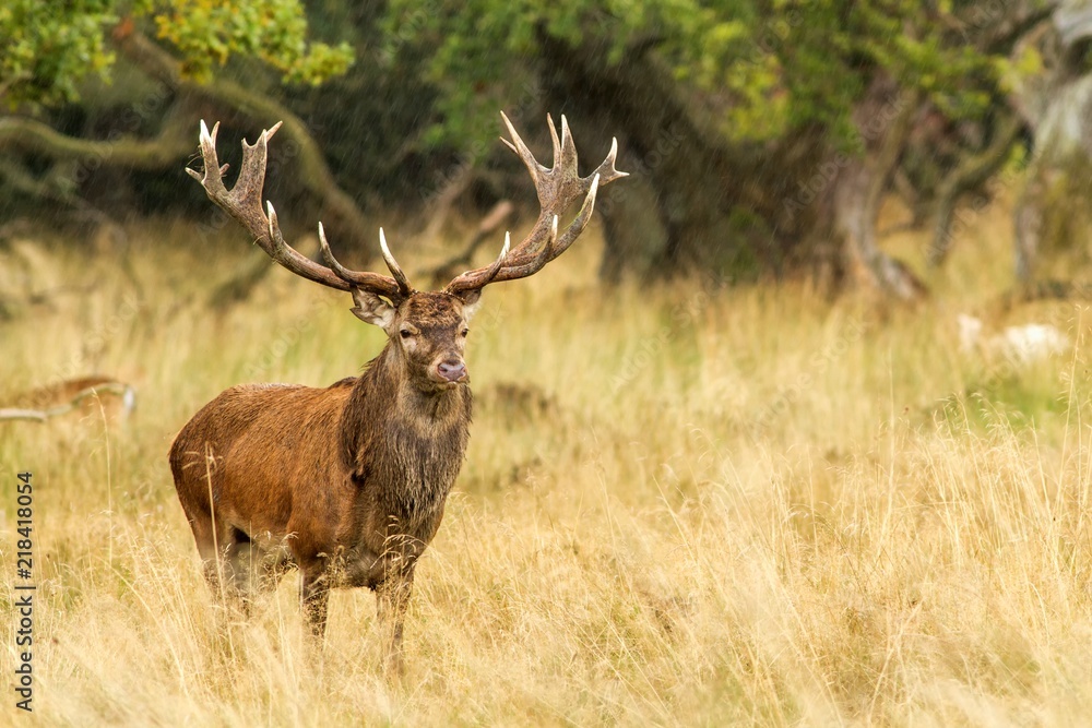Male red deer (Cervus elaphus) with huge antlers during mating season in Denmark, mating season, Majestic powerful adult red deer stag outside autumn forest. Big animal in the nature forest habitat Male red deer (Cervus elaphus) with huge antlers during mating season in Denmark, mating season, Majestic powerful adult red deer stag outside autumn forest. Big animal in the nature forest habitat