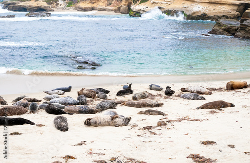 Harbor seals (Phoca vitulina) lounging at Casa Beach, also known as the Children's Pool, in La Jolla California
