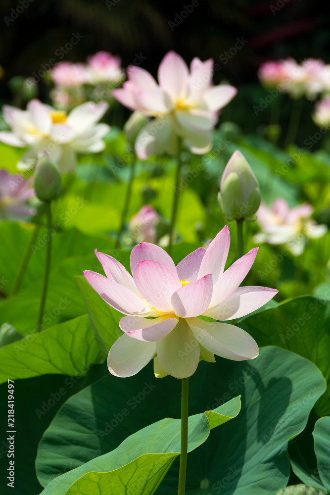 Lotus Nelumbo pink flower in pond. Close up Lotus Nelumbo pink flower in pond. Close up