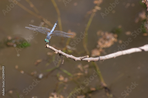 Wallpaper Mural dragonfly on branch Torontodigital.ca